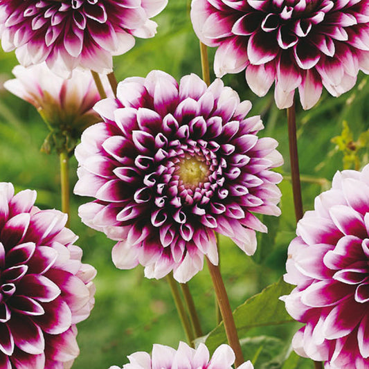 Dahlie ‚Edinburgh‘