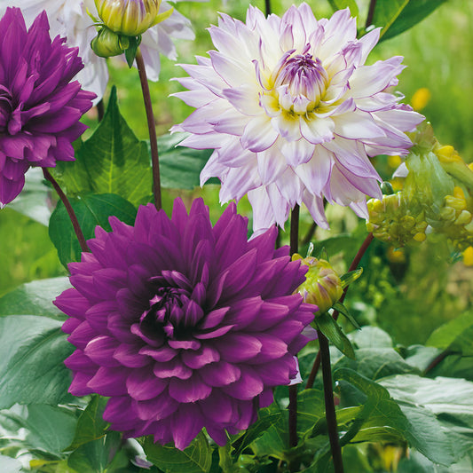 Dahlie 'Pink Purple Touch'
