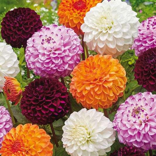 Dahlie 'Pompon' Mix