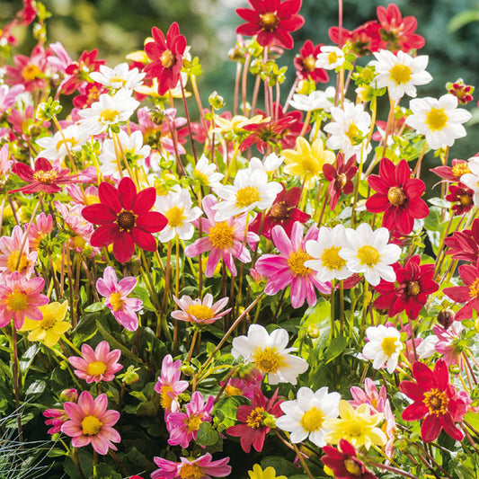 Topmix-Dahlien (Dahlia 'Topmix')