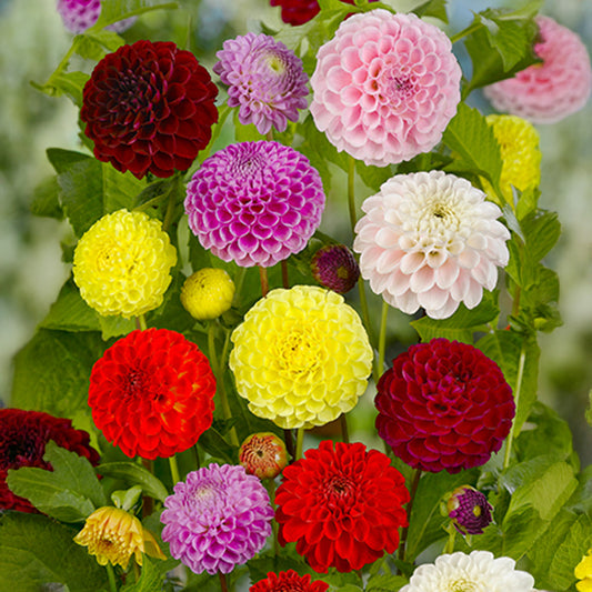 Pompon-Dahlien 'Mix' (Dahlia)