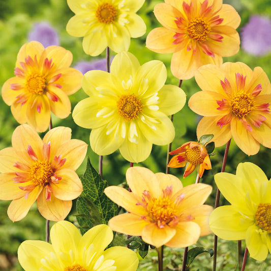 Dahlie 'Sweet Lemonade'