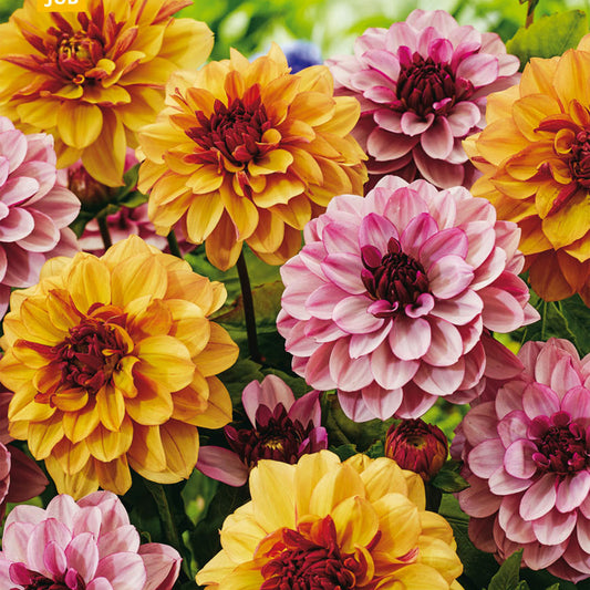 Dahlie 'Sweet & Honey'