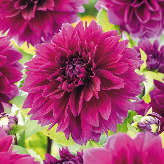 Dahlie 'Thomas A. Edison'