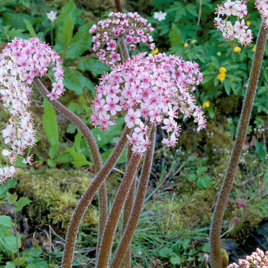 Schildblatt