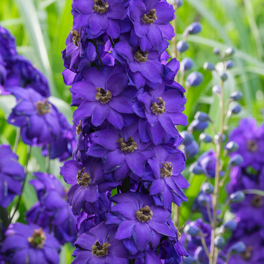 Rittersporn 'Black Knight'