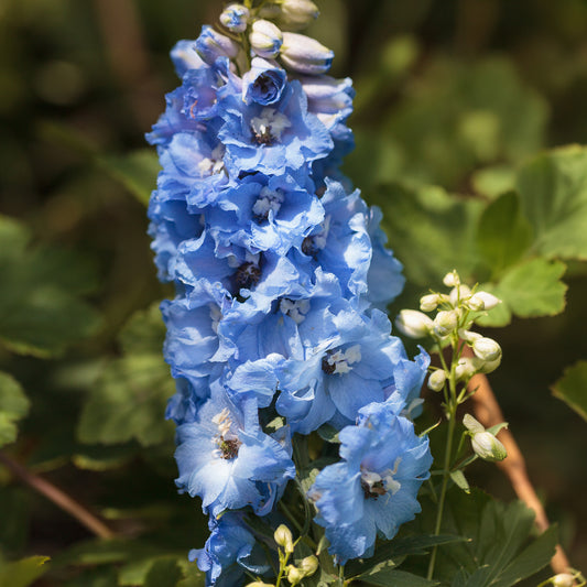 Rittersporn 'Blue Bird'