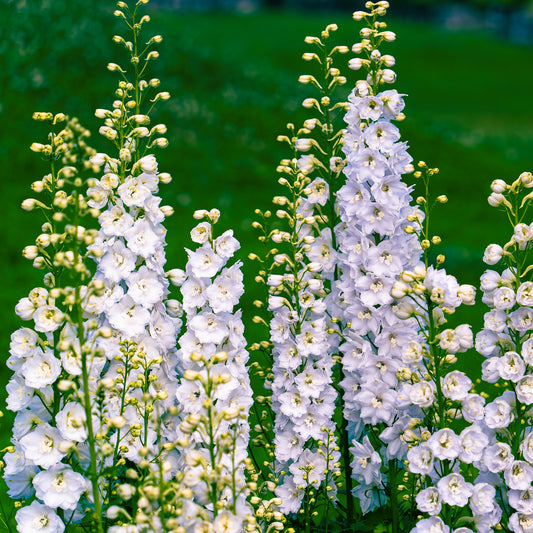 Rittersporn 'Galahad'