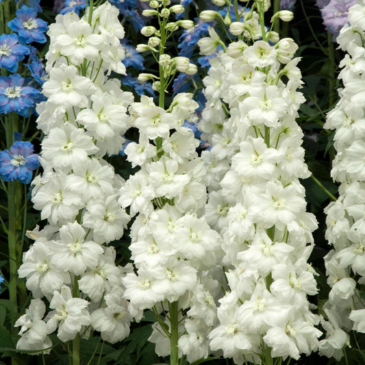 Rittersporn 'Moonbeam'