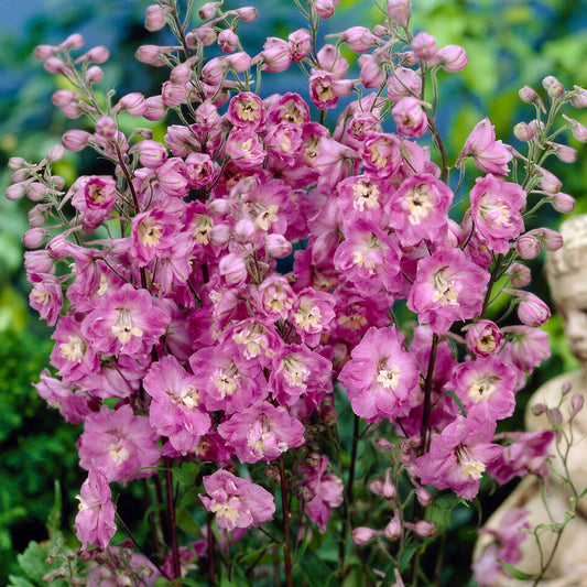Rittersporn 'Strawberry Fair'