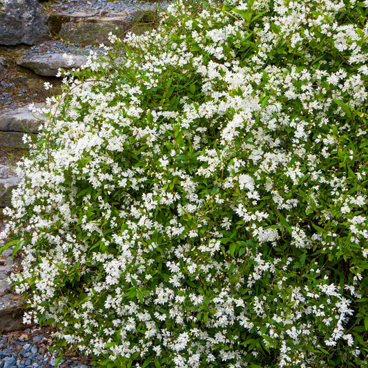 Maiblumenstrauch (Deutzia 'Nikko')