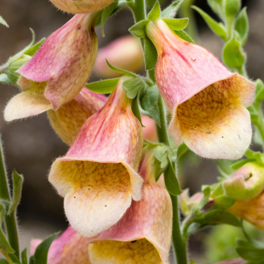 Fingerhut 'Goldcrest'