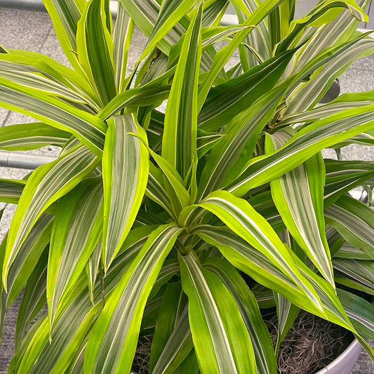 Dracaena 'Dragontree Lemon Surprise'