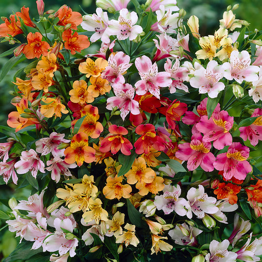 Alstroemeria Collection