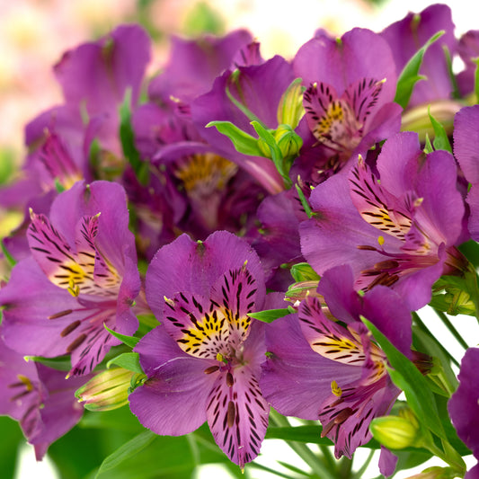 Alstroemeria Purple