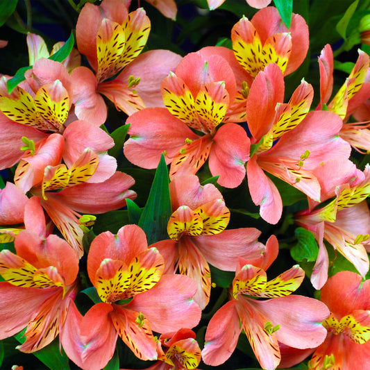 Alstroemeria Salmon