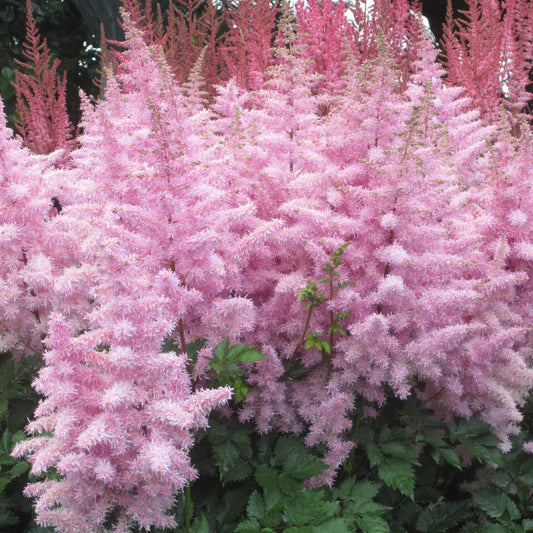 Astilbe 'Light Pink'