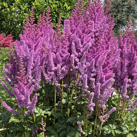 Astilbe (Prachtspiere) Violett