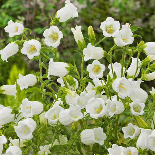 Campanula ‚Jingle White‘