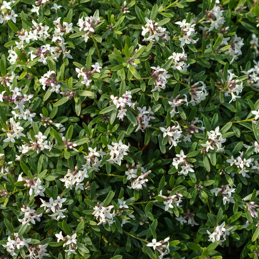 Daphne transatlantica