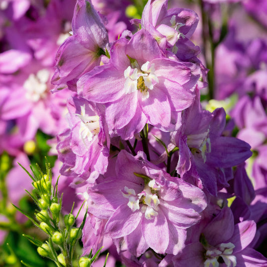 Delphinium ‚Highlander Astolat Red‘