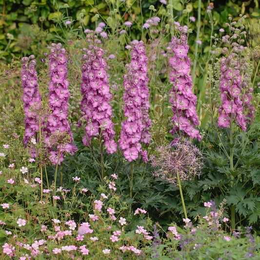 Delphinium ‚Pink Shades‘