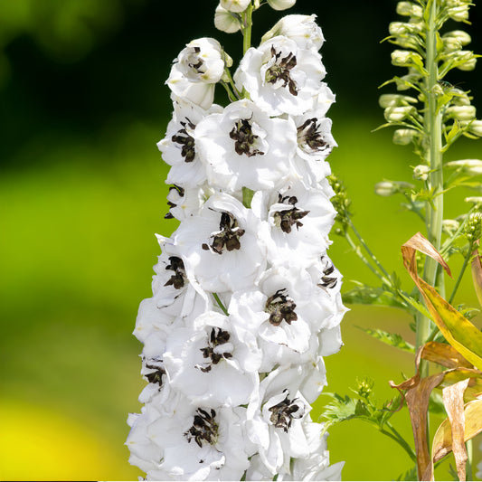 Delphinium ‚White Dark Bee‘
