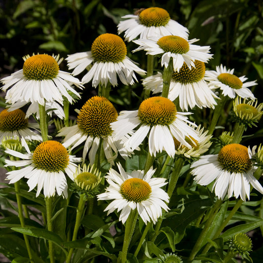 Sonnenhut 'White'