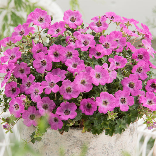 Storchschnabel 'Pink'