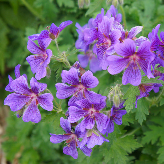 Storchschnabel 'Purple'