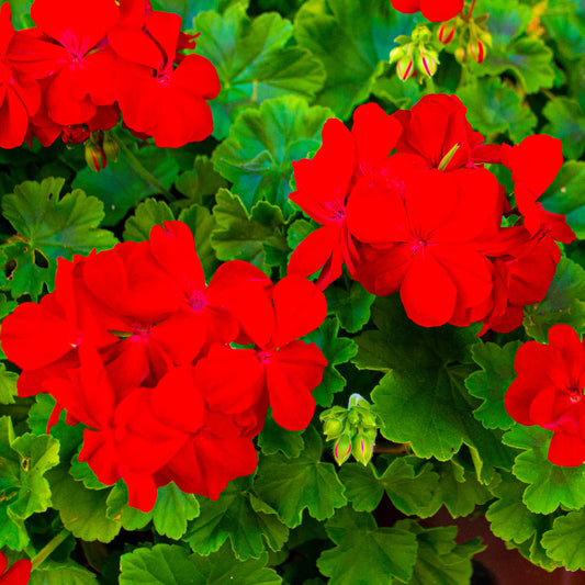 Storchschnabel 'Red'
