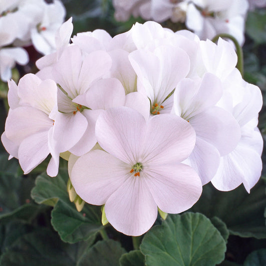 Storchschnabel 'White'