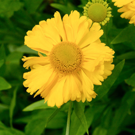 Helenium Yellow