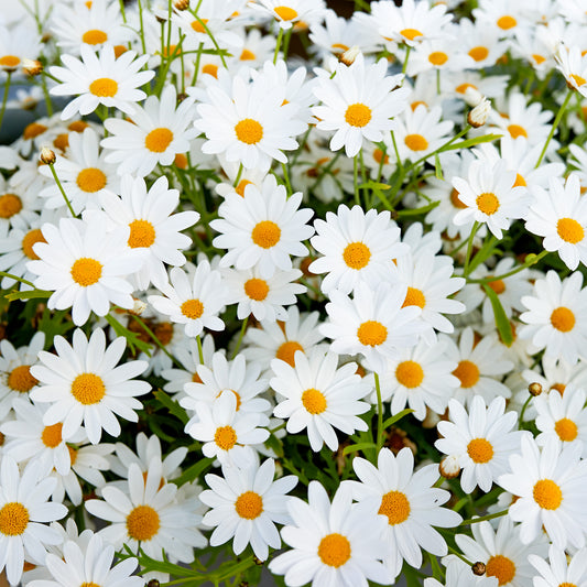 Margeriten Mix
