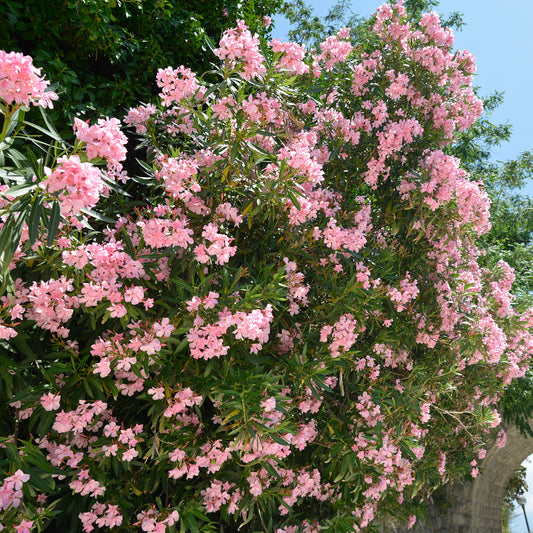 Nerium oleander
