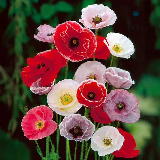 Papaver-Mix