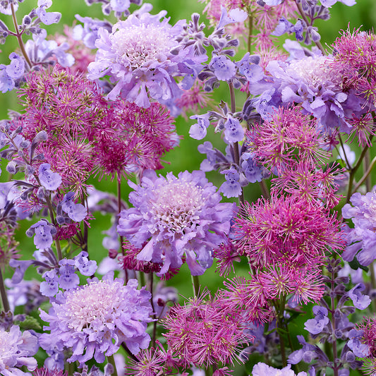 Wiesenrauten-Mix (Thalictrum)