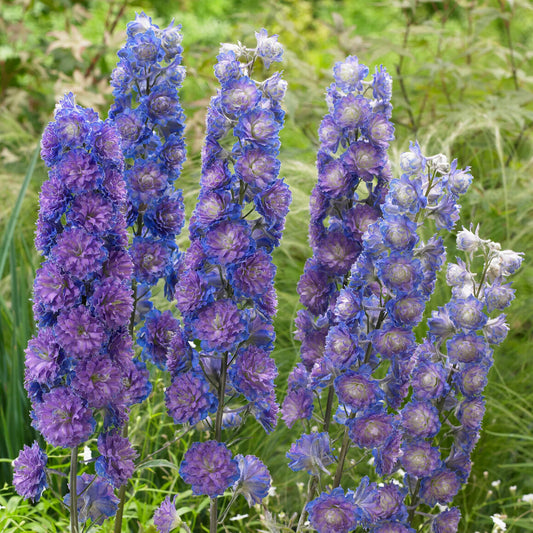 Delphinium ‚Highlander Blue‘