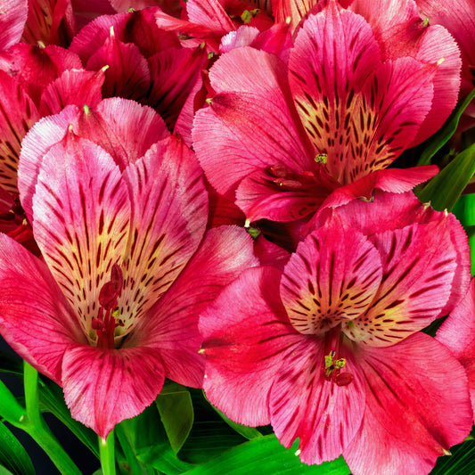Alstroemeria Cherry