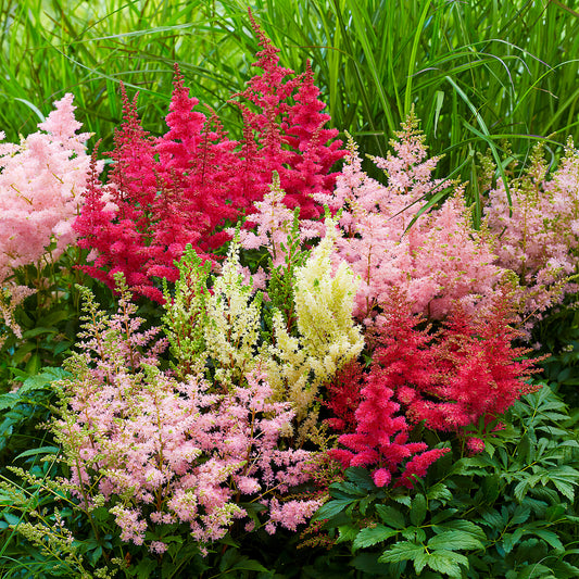 Prachtspiere Garten-Mix