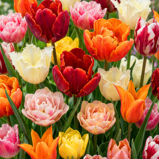 Tulip Garden Mix