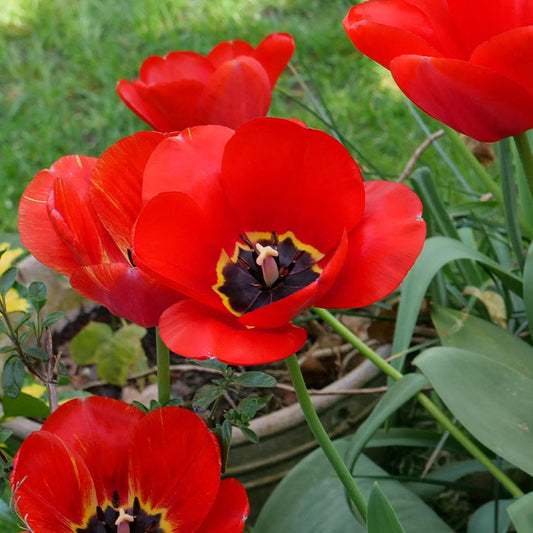 Tulip 'Apeldoorn'