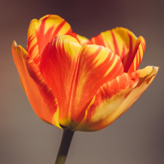 Tulip 'Banja Luka'