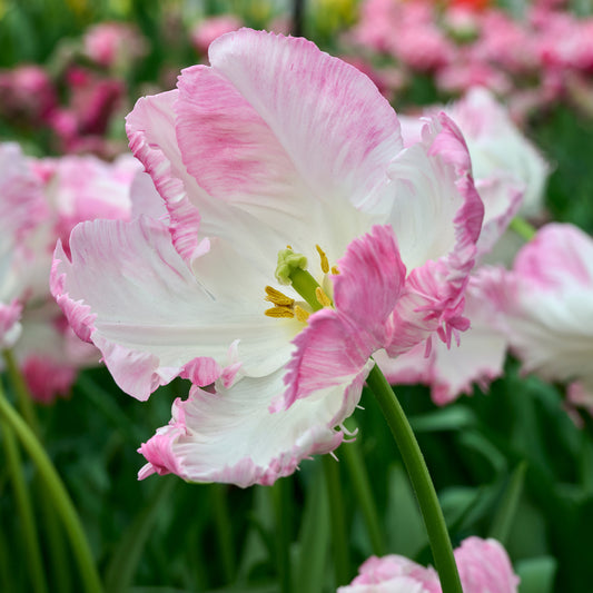 Tulip 'Cabanna'