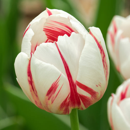 Tulip 'Carnaval de Rio'