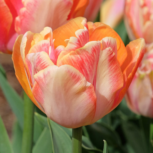 Tulip 'Creme Upstar'