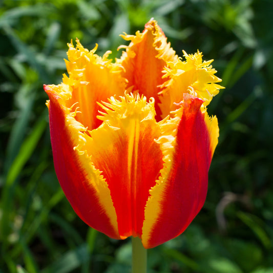 Tulip 'Fabio'