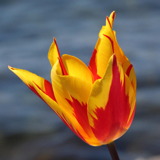 Tulip 'Firework'