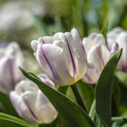 Tulip 'Flaming Flag'