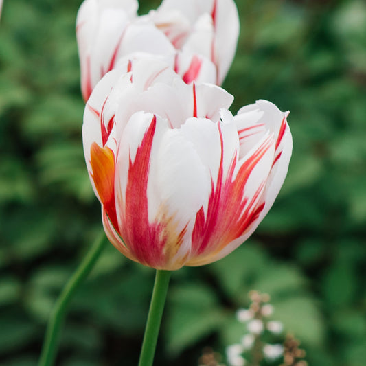Tulip 'Happy Generation'